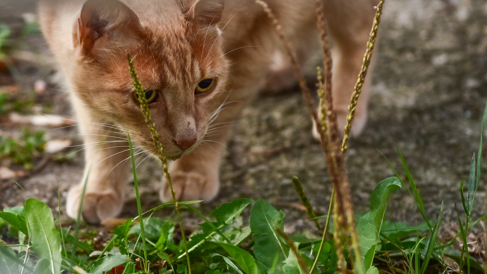 Cats