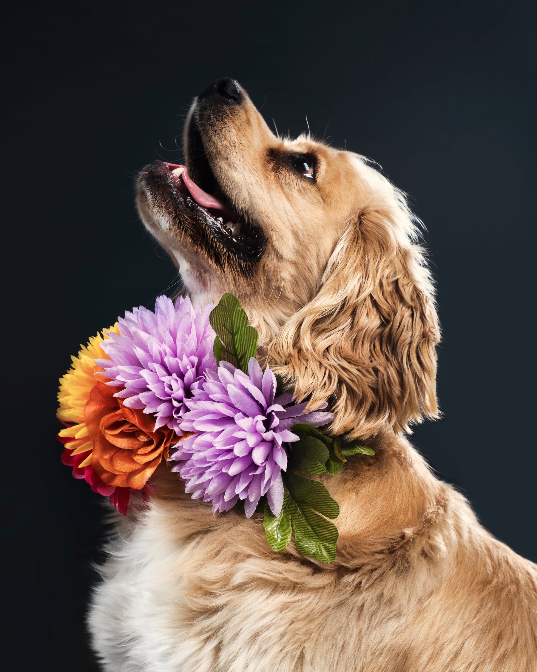 Everything your pet deserves.